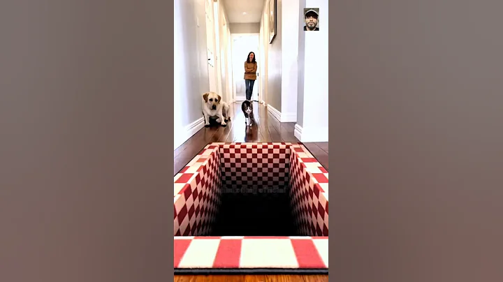 🤣Optical Illusion Rug Confuses Dog but Not the Cat!