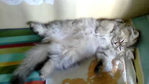 Video 11848631: cat chinchilla, cat sleeping