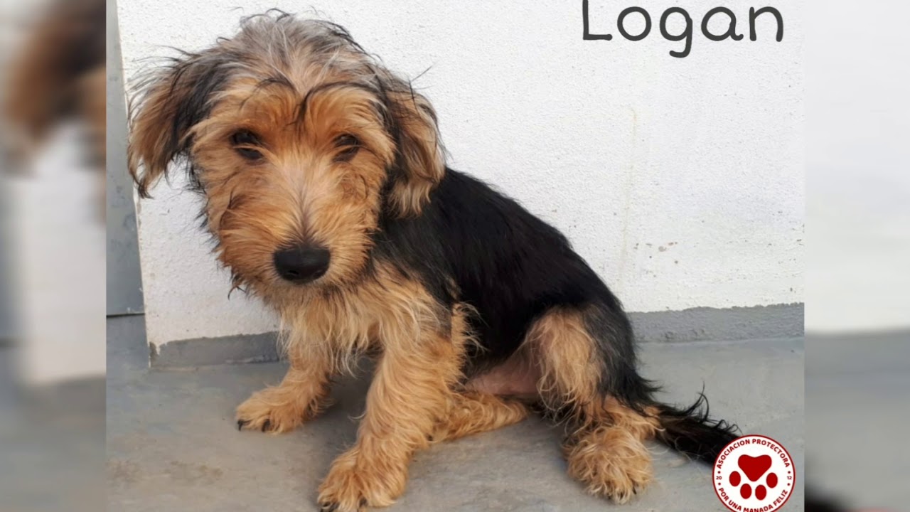 LOGAN en Preadopcion. 13.10.18 video editing software free