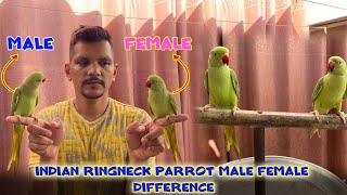 How To Find Ringneck Parrot Male Or Female Difference? Pbi Official