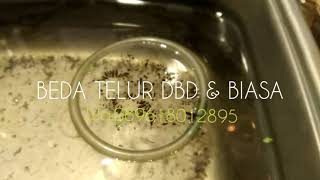 Beda Telur Nyamuk Dbd Dan Biasa