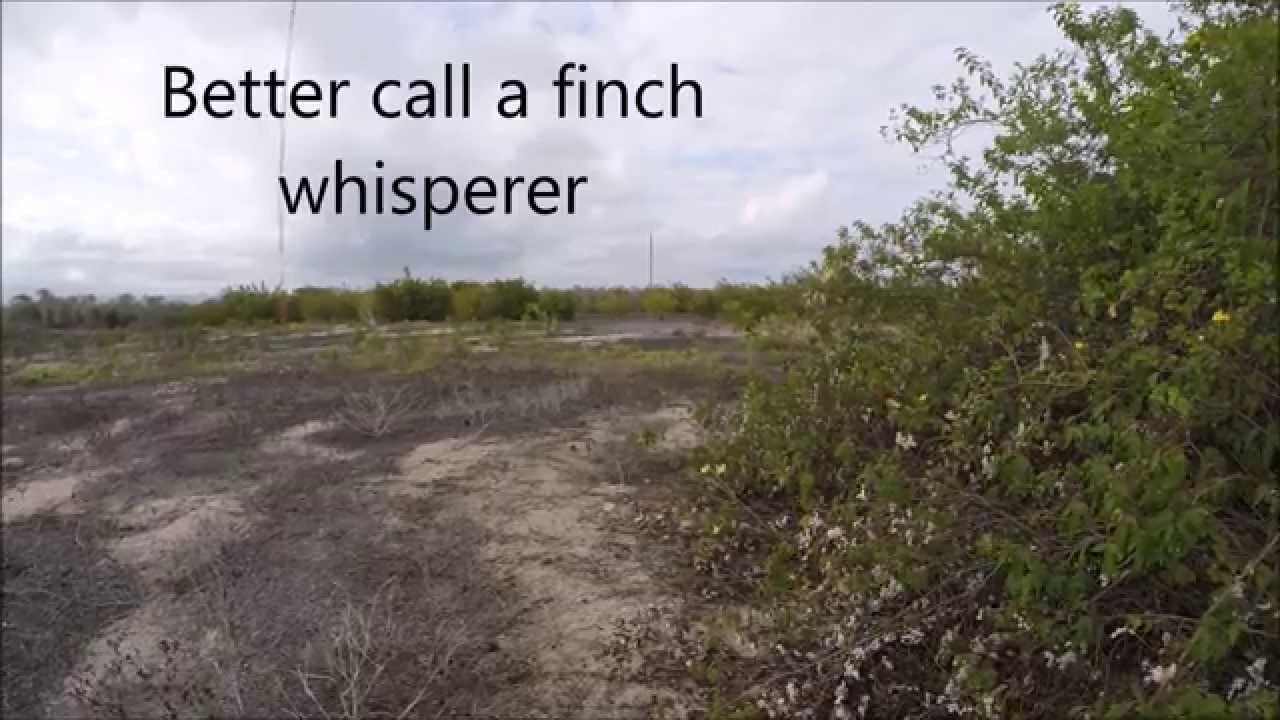 Darwin's Finch Whisperer in Galapagos