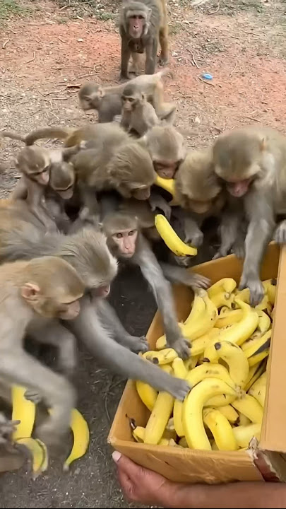 Hungry Monkeys Eating Bananas 🙊🍌 #monkey