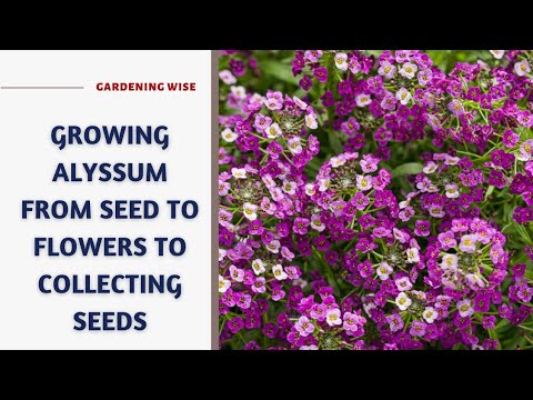 Growing sweet Alyssum from seeds to flowers & saving seeds~ How to grow Alyssum for more blooms