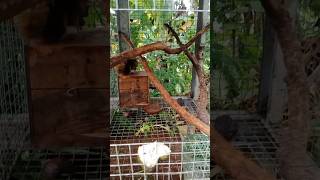 squirrel cage experiment without a lid😱 #coconutsquirrel #squirrelkekes #squirrel #squirrel #pets...