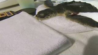 CNN: Saving the sea turtles