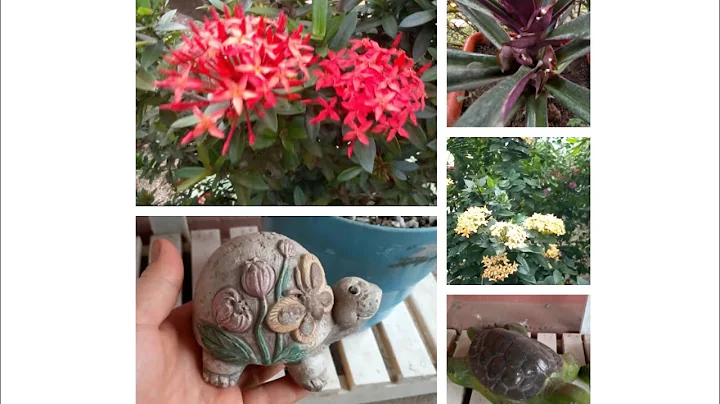 EL JARDIN DE MI AMIGA VIRGINIA CON MUCHAS FLORES