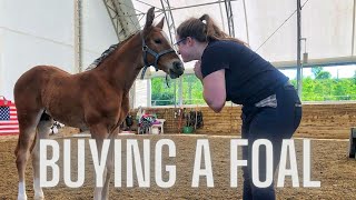 The Pros and Cons of Buying a Foal: My Perspective 3 Years Later