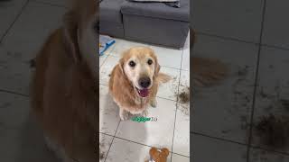 Les pires crasses que mon chien juste après le ménage😤 #dog #sketch #goldenretreivers #cleaning