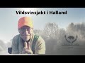 Vildsvinsjakt med Spetshundar #vildsvinsjakt #Jakt #hunting