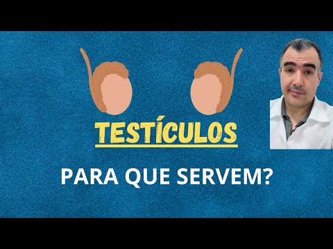Nunca perguntei, sempre quis saber: para que servem os testículos?