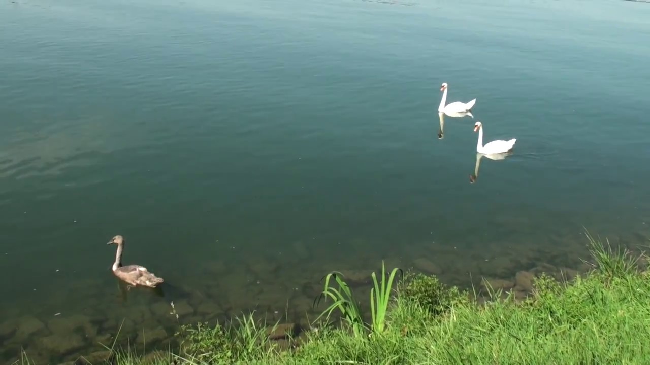 23.08.17 Tour entlang des Altrheins: Wittenweier-Nonnenweier-Wittenweier