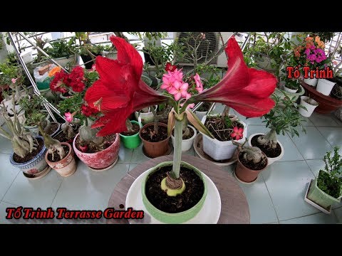 Video: Cấy Hippeastrum: Làm Thế Nào để Cấy Hippeastrum Tại Nhà đúng Cách? Khi Nào Bạn Có Thể Cấy Ghép Nó Vào Mùa Xuân?