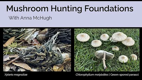 Mushroom Hunting Foundations with Anna McHugh