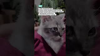 wajib baca !! tips kesehatan #jangkauanluas #reels #cat #cute #videoviral #fypシ゚viral