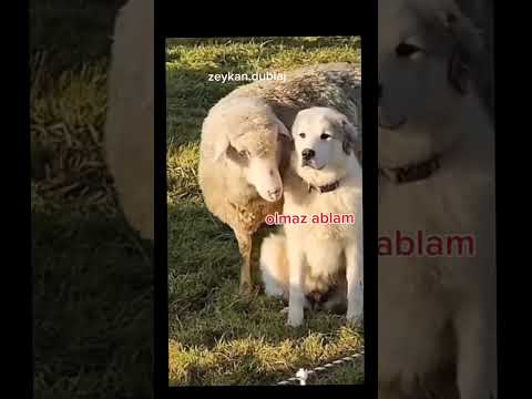 Çoban Köpeğine Aşık Olan Koyun #komedi