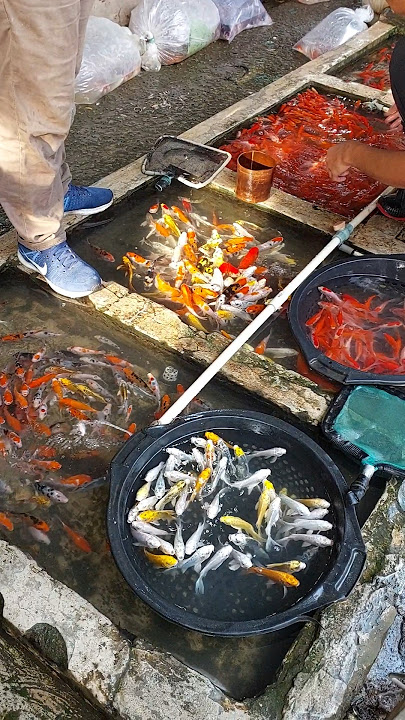 Bibit ikan Koi Pasar Parung