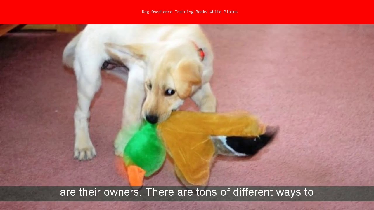 Dog Obedience Training Books White Plains YouTube