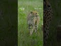 Why do cheetah cubs look like honey badgers? #CheetahsUpClose