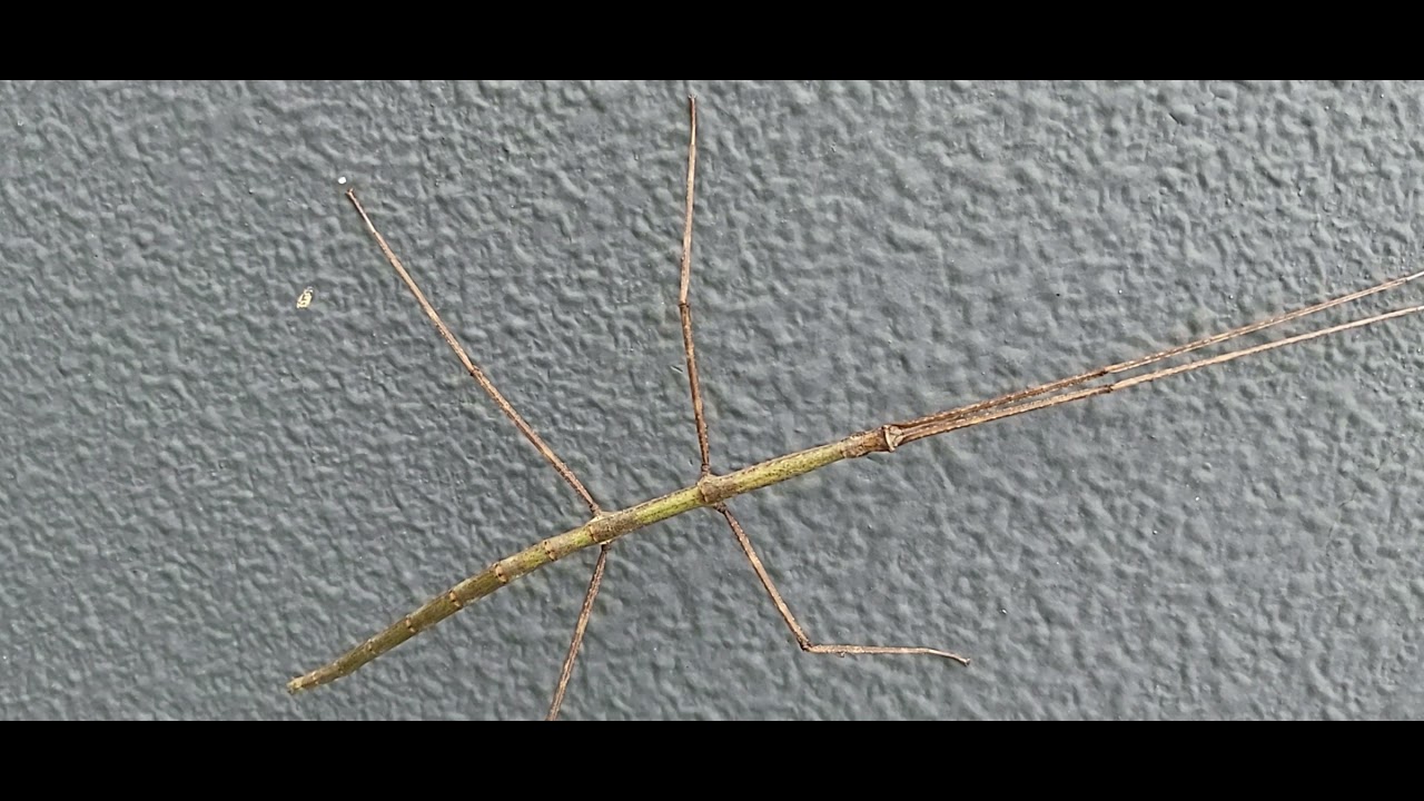 biggest stick insects YouTube