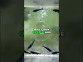 Blue Shrimp | Blue Neocaridina Shrimp