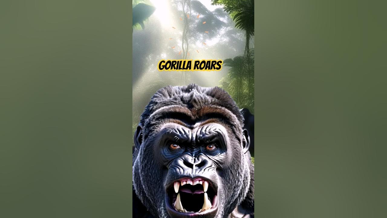 Gorilla Sounds Loud #shorts - 🦍Gorilla Roaring Gorilla Sounds Loud #shorts - 🦍Gorilla Roaring