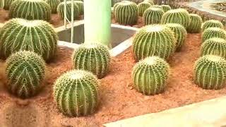 🌵 world 🌎.#nature #naturelovers #cactuslover #naturalcrafts #balsainikpublicschool #inshot