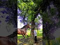 yaar Tera Hero Khalnayak Ho Gaya peer me se niklane wala magic video #funnyanimals #shortsfeed