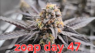 Autopots day 47 flower. Zoap and Runtz Buttonz in Gaia Green.