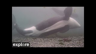 Rubbing Beach Underwater | Orca Lab 2022 Highlights by Explore Oceans 19,073 views 1 year ago 27 minutes