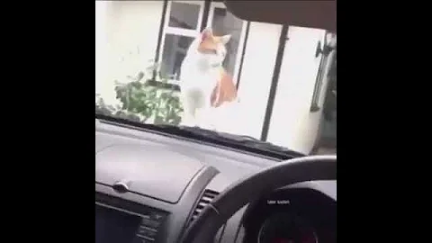 Cat jumps at car beep - REMIX