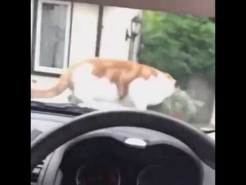 cat-jumps-at-car-beep---remix