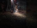 बोर 5 इंच पानी निकला