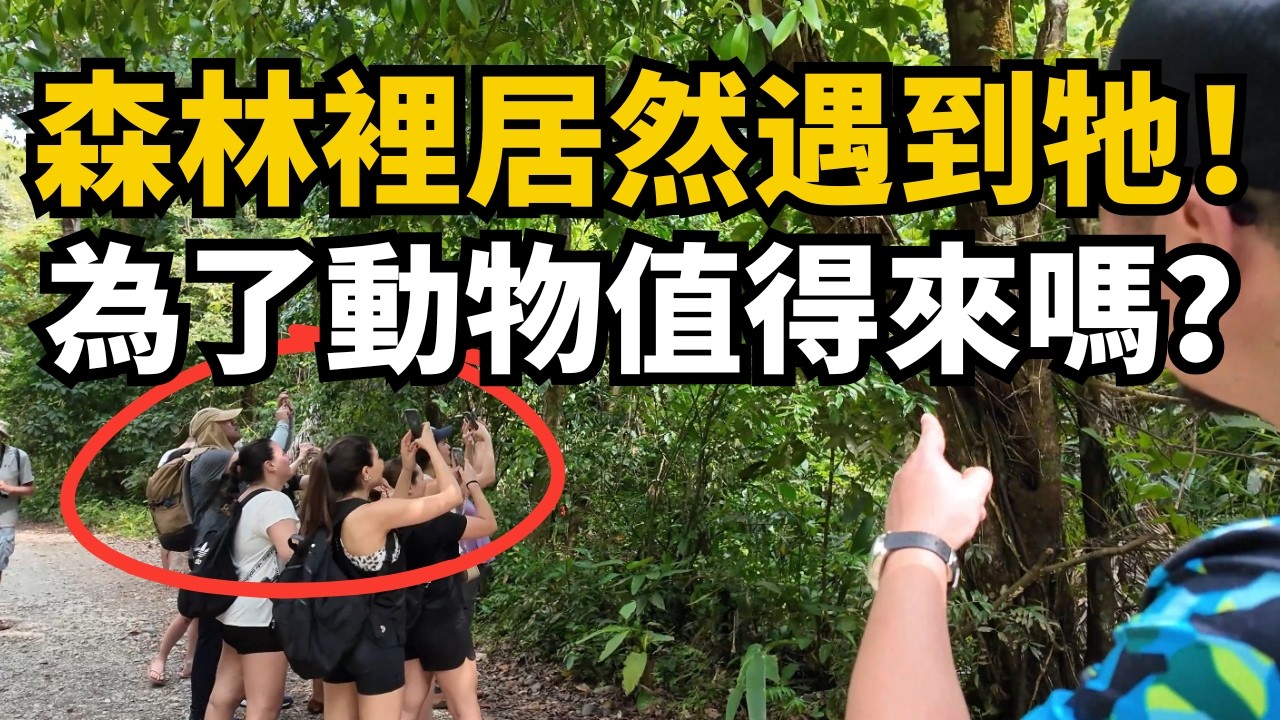 讓動物愛好者失心瘋的寶藏公園！8 小時內，究竟會遇到多少種野生動物？哥斯大黎加曼努埃爾·安東尼奧國家公園一日遊 #costarica #travel #wildlife