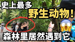 哥斯达黎加国家公园差点被骗报警！从惊吓到惊喜，意外拍到最全野生动物合集！Costa Rica wildlife adventure