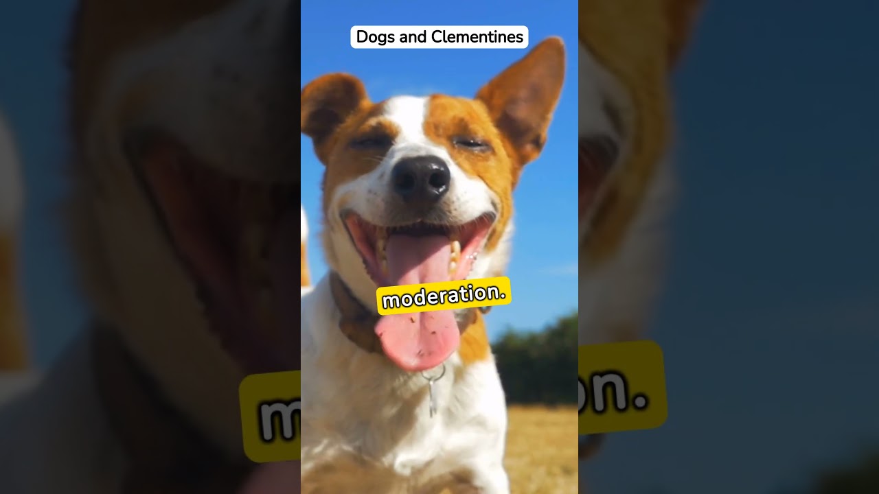 Clementine Curiosity: Can Pooches Partake in These Citrus Treats? | Dog Diet Insights 