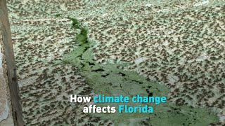 How climate change affects Florida
