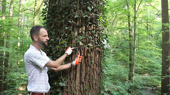 English Ivy Removal "How To" with Fernbank Ecologist