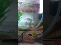 @BESITOLE KANXA youtube channel please like, share and subscribe #fish #bluebettafish #viral