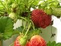 How To Build Your Own Strawberry Tower