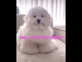 Omg  so fluffy and cutteee dog