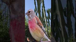 El Pardillo Común shotrs #birds #avesguerreras #wildlife #avesdesudamerica #avesargentinas