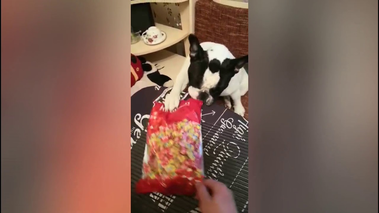 Сало в шоколаде - YouTube