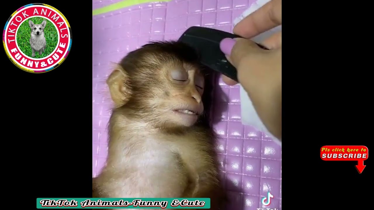 🐒🐦TikTok Animals-Funny and Cute – Animal  Video#08 || TikTok  Animals-Funny and Cute Channel.