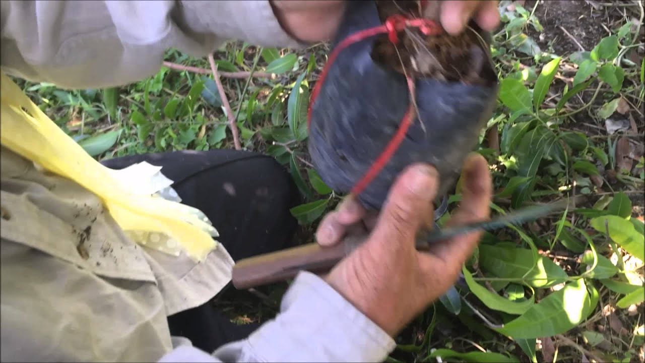 การทาบกิ่งมะยงชิด ตอน 2