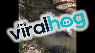 Sneaking Up on a Bathing Water Buffalo || ViralHog