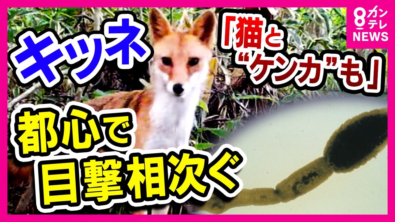 犬かと思ったら…キツネ　「猫」と争う様子も　大阪では“絶滅危惧種”　市街地に出没するキツネ　都市での目撃増加に専門家も驚き〈カンテレNEWS〉