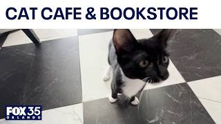 New Altamonte Springs cat café blends books, coffee and adoptions