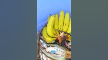 #Shorts / Tuyệt chiêu câu mồi này tôm càng xanh cá xác sọc nó khoái miền tây sông nước #KiềmRapper