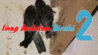 Download Lagu Inap Andalan Birahi II | Suara Inap Walet MP3 Download Lagu Inap Andalan Birahi II | Suara Inap Walet MP3